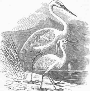 Great White Egret (Ardea alba), and Little Egret (A. garzetta).