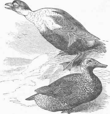 King Eider Ducks (Somateria spectabilis).