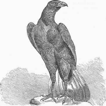 Reptile Eagle (Morphnus urubitinga).