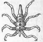 Sea Spider (Pycnogo num littorale).