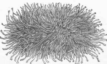 Sea Urchin (Toxopneustes drobachiensis).