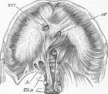 The Diaphragm viewed from the Lower or Abdominal Side.