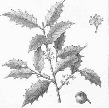 American Holly (Hex opaca).