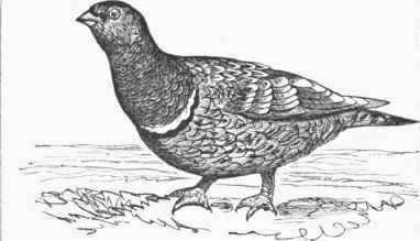 Banded Sand Grouse