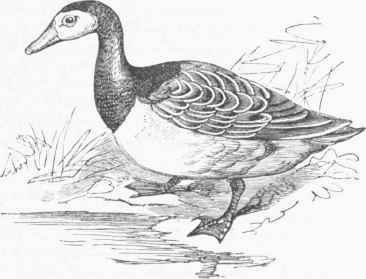 Barnacle Goose (Bernicla leucopsis).