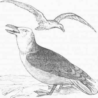 Black backed Gull (Larus marinus).