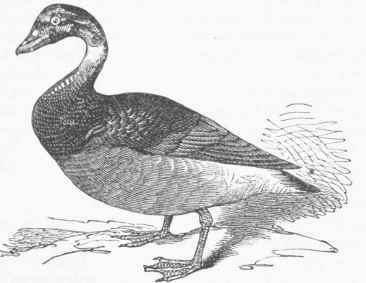 Brant Goose (Bernicla brenta).