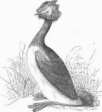 Crested Grebe (Podiceps cristatus).