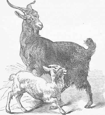 Domestic Goat (Capra hircus).
