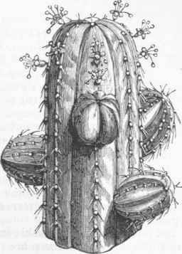 Euphorbia officinarum.
