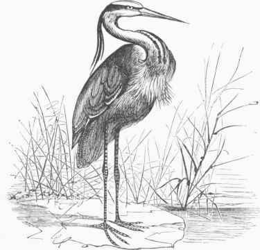 European Heron (Ardea cinerea).