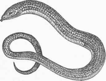 Glass Snake (Ophisanrus ventralis).