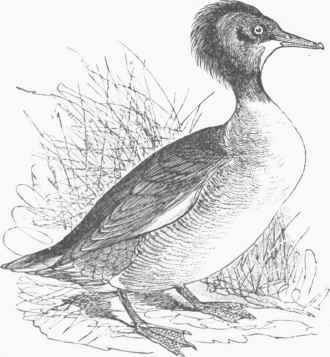 Goosander (Mergus Americanus).