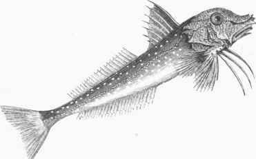 Gray Gurnard (Trigla gurnardus).