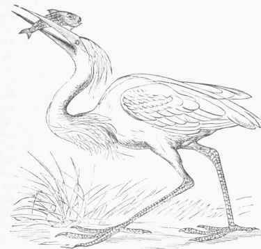 Great White Heron (Ardea occidentalis).