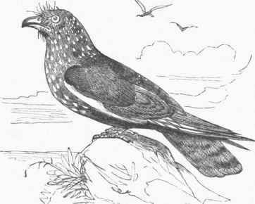 Guacharo Bird (Steatornis Caripensis).