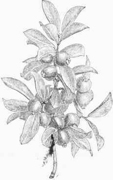 Guava (Psidium Catlleyanurn).