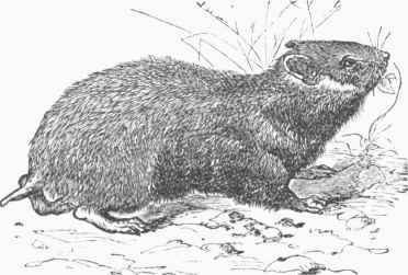 Hamster (Cricetus vulgaris).