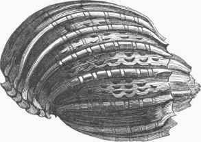 Harpa ventriculata.