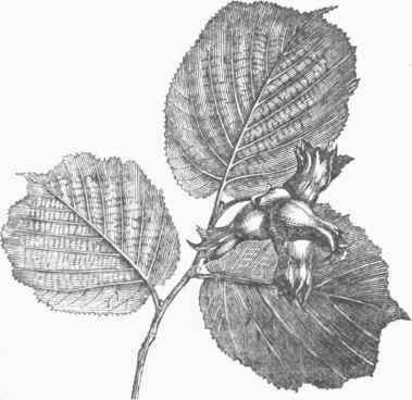 Hazel Leaves and Fruit.