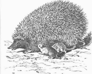 Hedgehog (Erinaceus Europaeus).