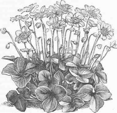 Hepatica triloba.