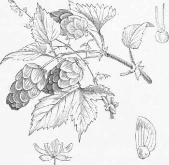 Hop (Humulus lupulus).