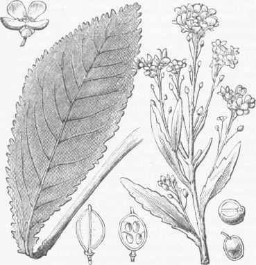 Horse Radish (Cochlearia or Nasturtium Armoracia).