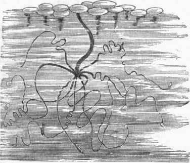 Hydroids 090031