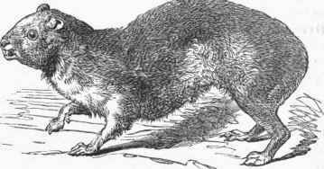 Hyrax Capensis.