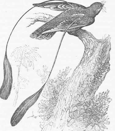 Leona Goatsucker (Macrodipteryx longipennis).