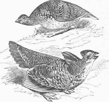 Pinnated Grouse