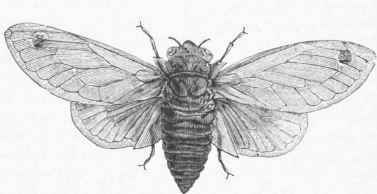 Seventeen Years Locust (Cicada septendecim).