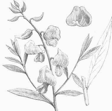 Sunn Hemp (Crotalaria juncea).