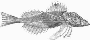 Web fingered Gurnard (Prionotus palmipes).