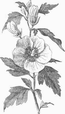 rose of Sharon (Hibiscus Syriacus).