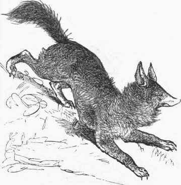 Common Jackal (Canis aureus).