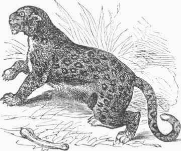 Felis leopardus.