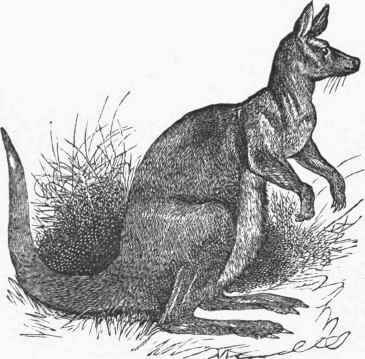 Great Kangaroo (Macropus giganteus).