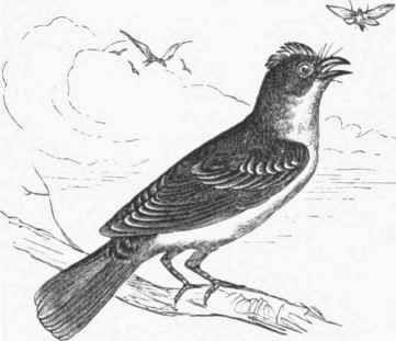 King Bird (Tyrannus Carolincusis).