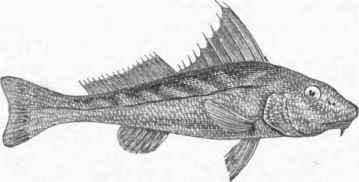 King Fish (Umbrina nebulosa).