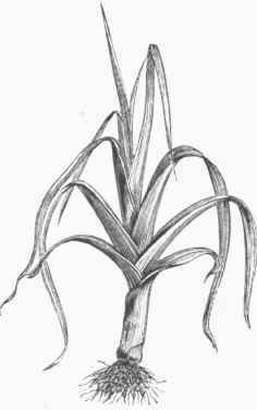 Leek.