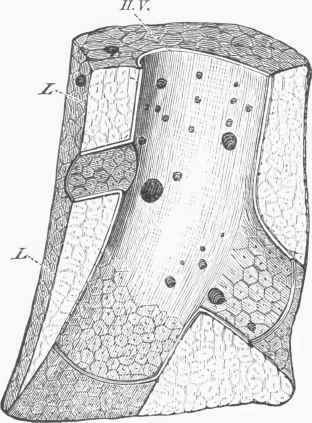 A Section of part of the Liver