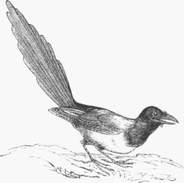 American Magpie (Pica Hodsonica).