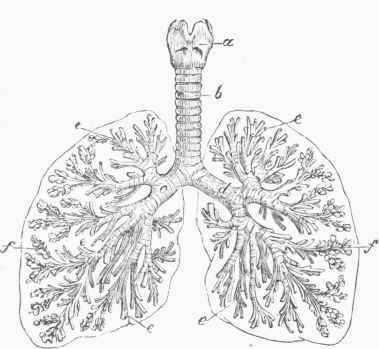 Arrangement of Air Passages in the Human Lungs