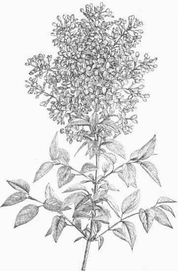 Charles the Tenth Lilac.