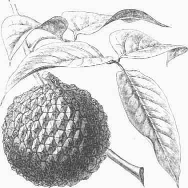 Litchi.