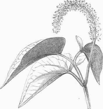 Lizard's Tail.