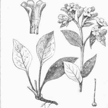 Lungwort (Pulmonaria officinalis).
