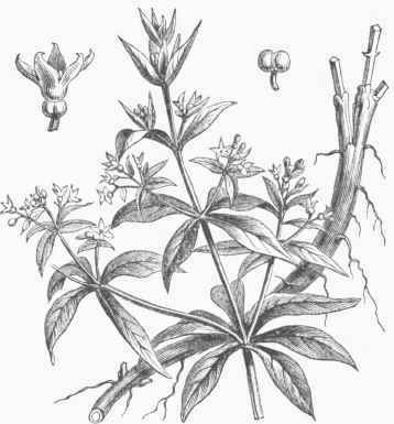 Madder (Rubia tinctorum).